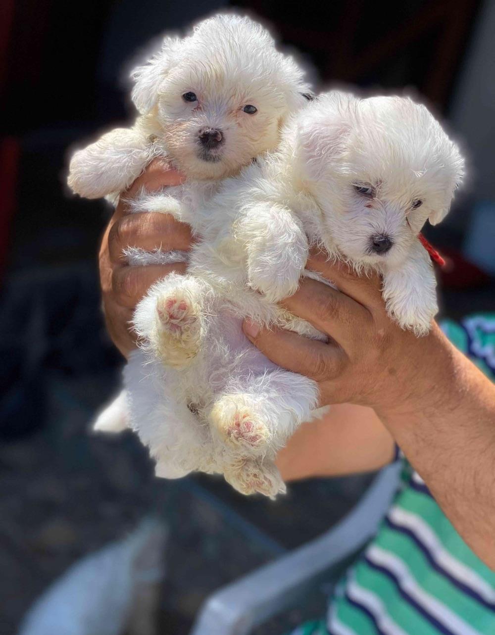 căteluși Bichon maltez