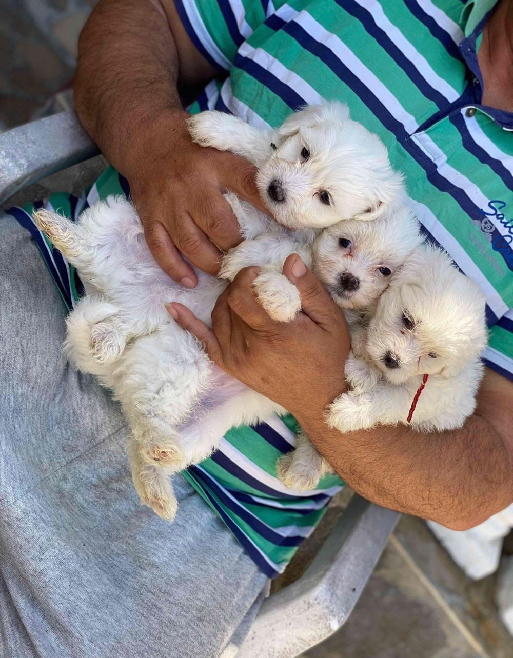căteluși Bichon maltez