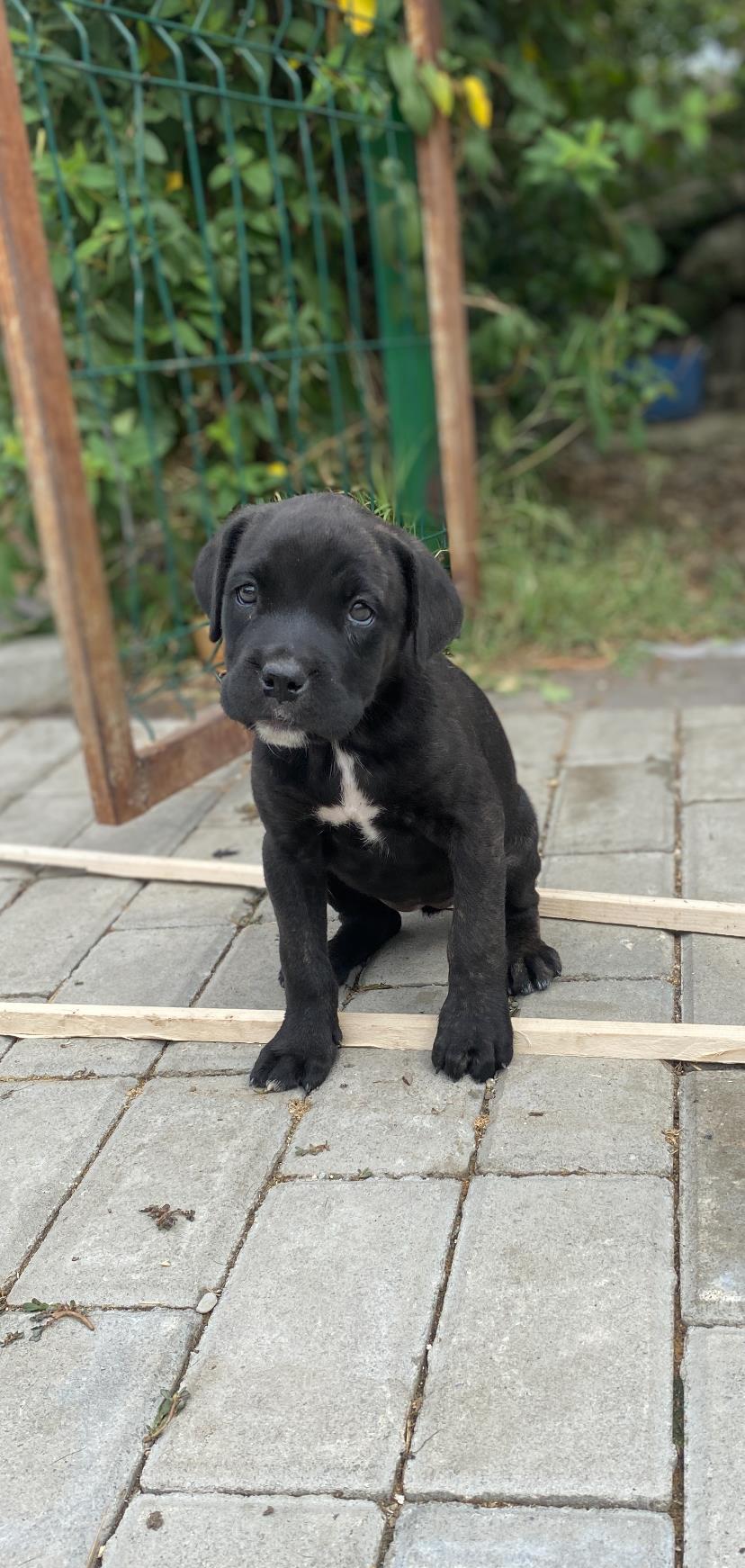 Cățeluși Cane Corso