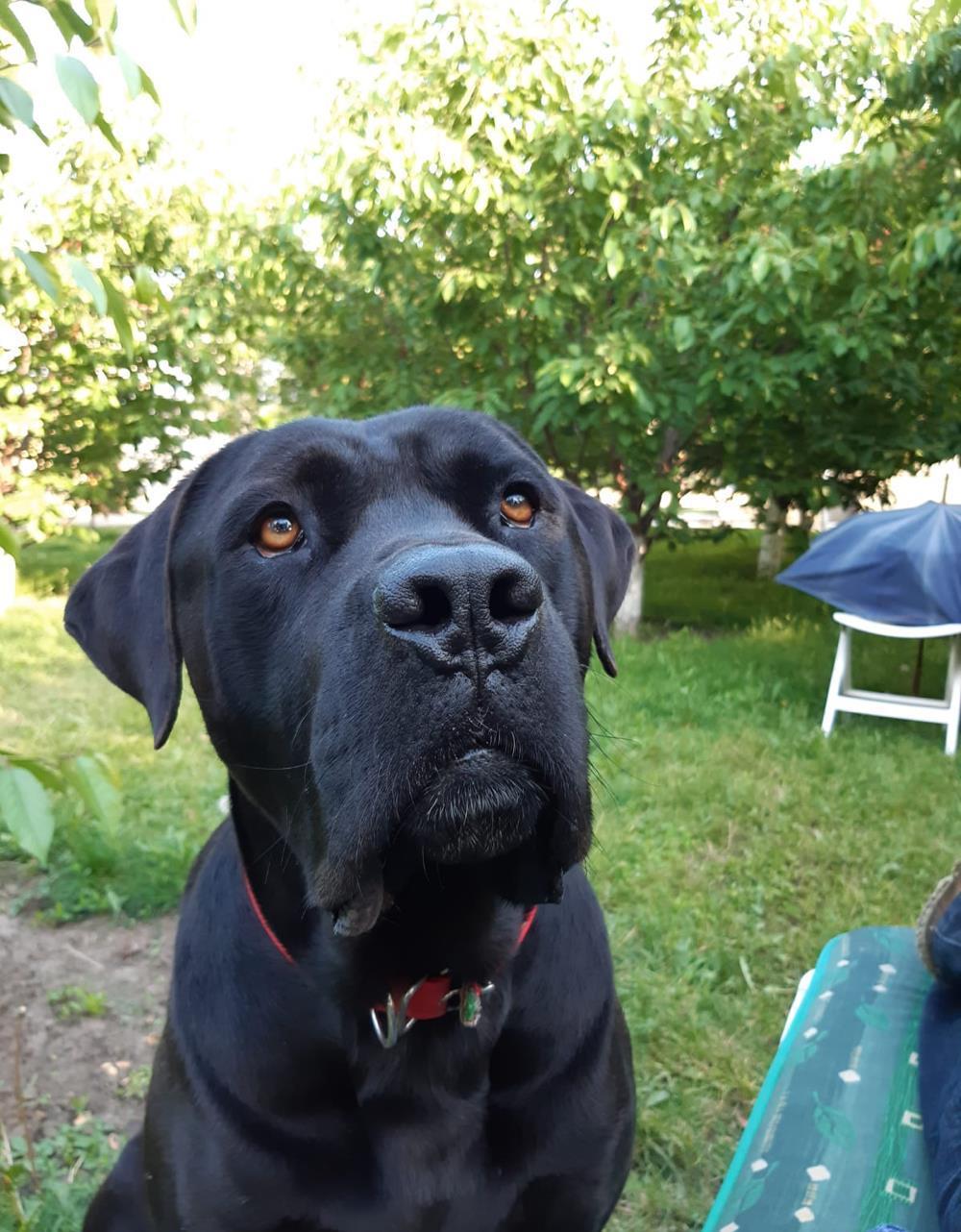 Cățeluși Cane Corso
