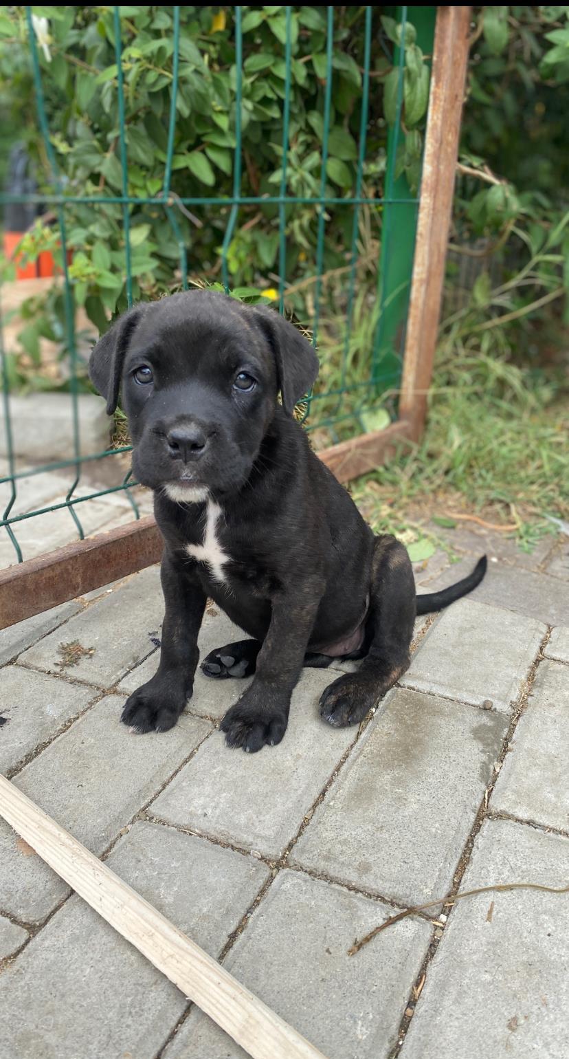 Cățeluși Cane Corso