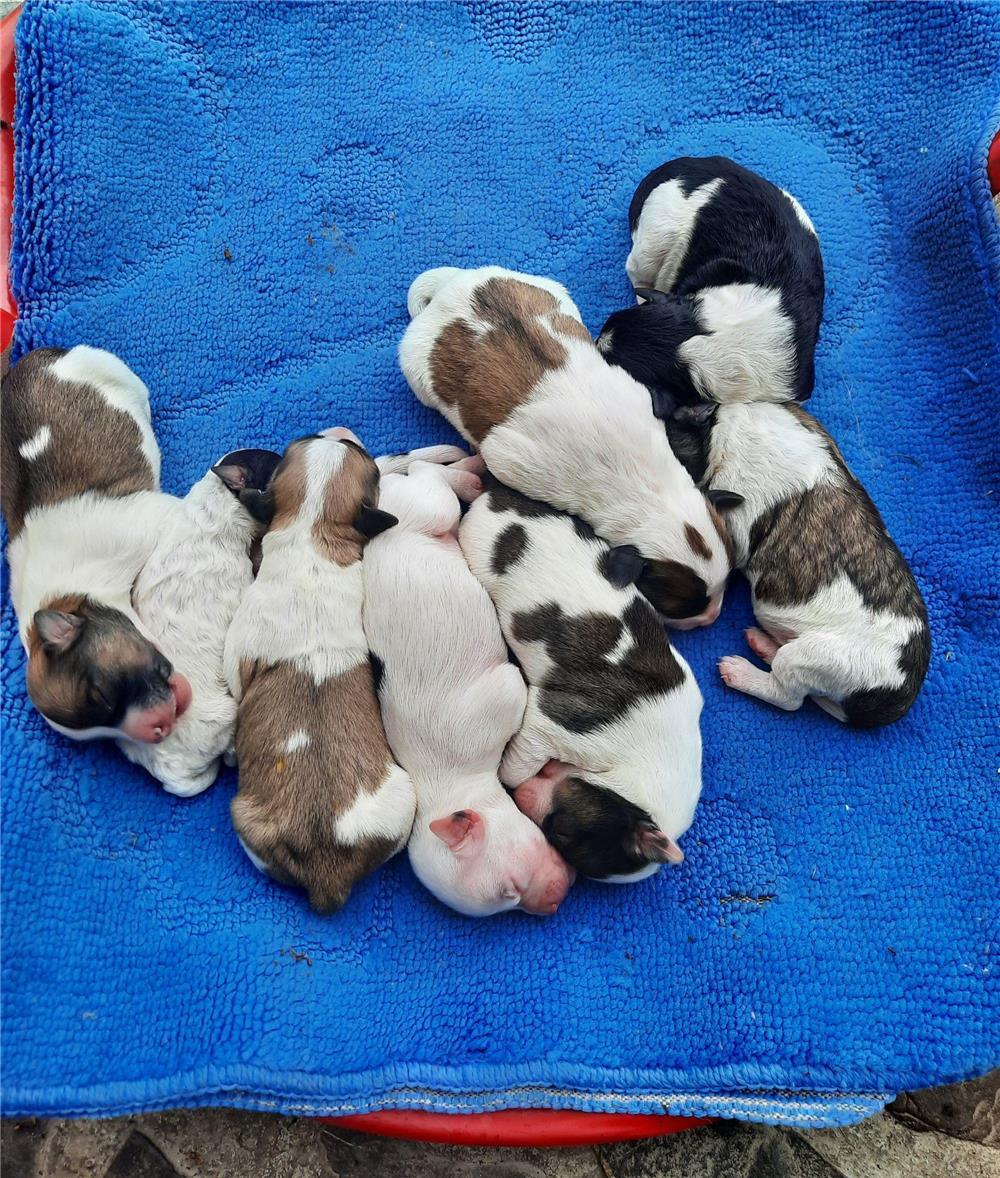 Cățeluși caniche de talie mica