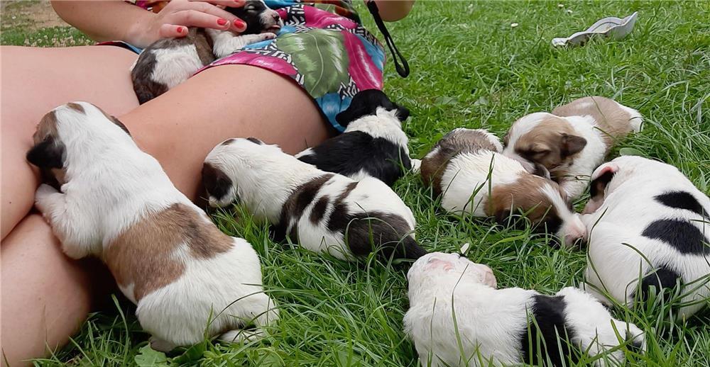 Cățeluși caniche de talie mica