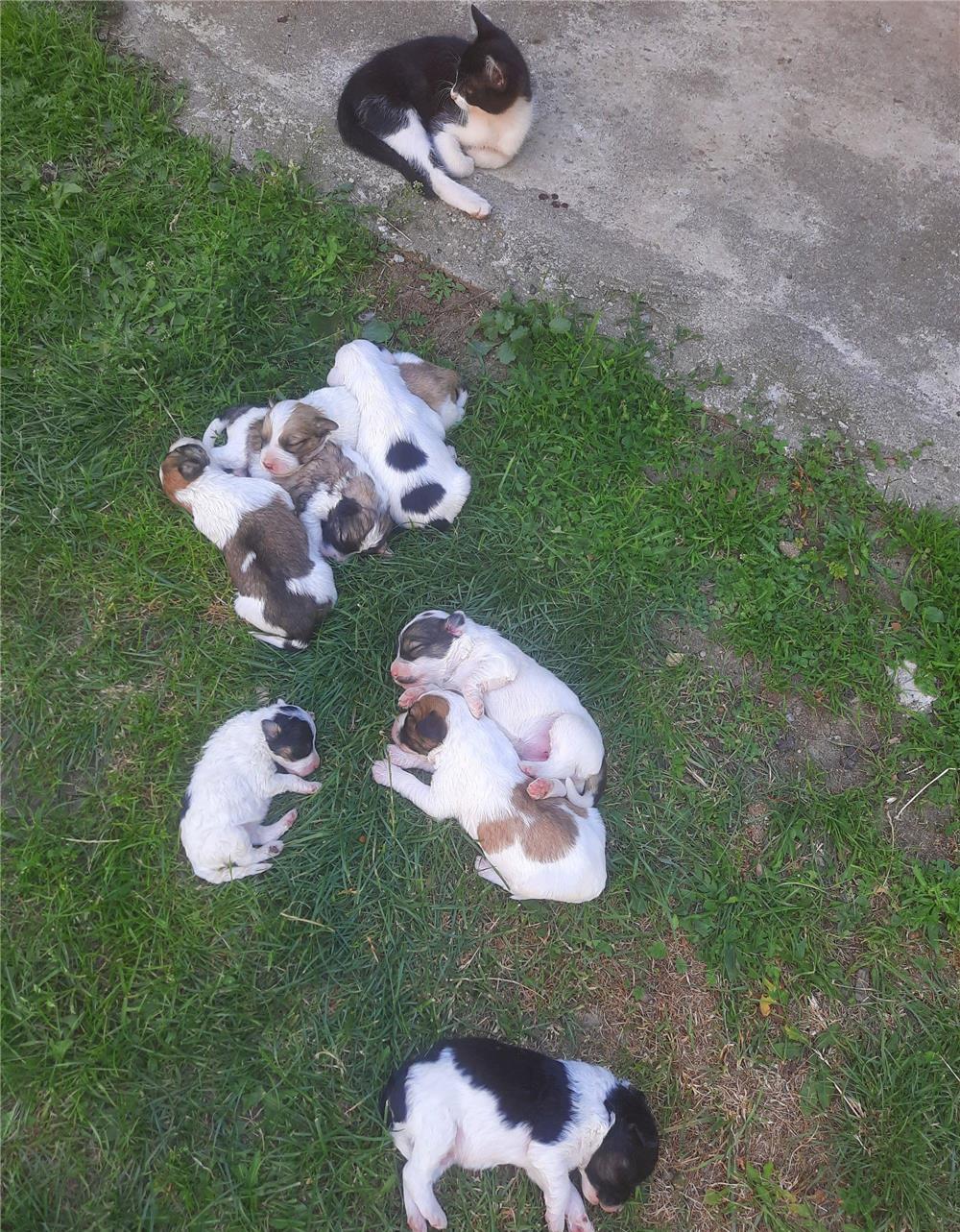 Cățeluși caniche de talie mica