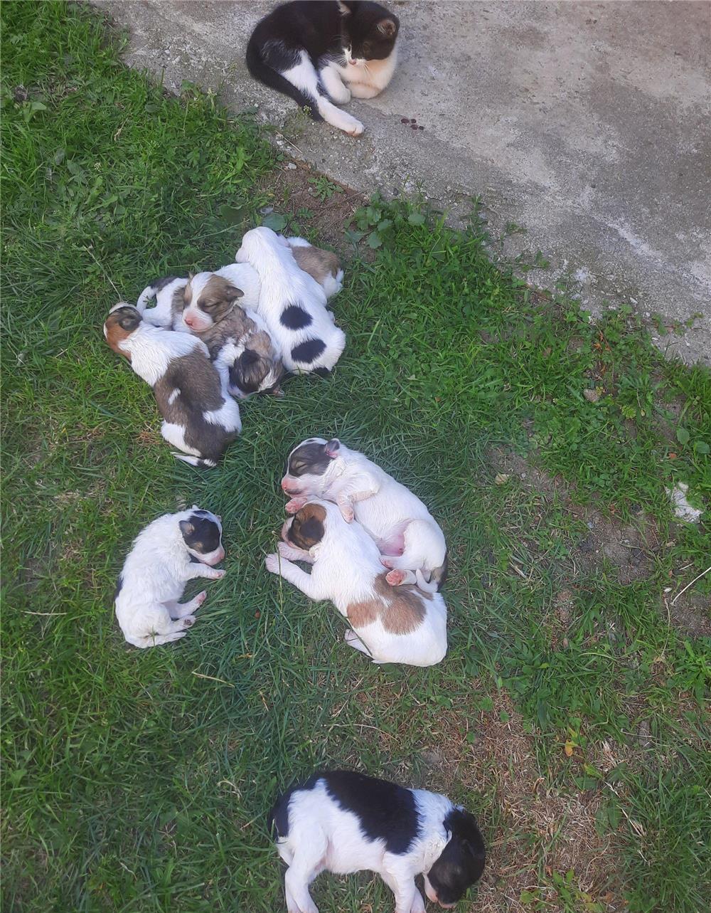 Cățeluși caniche de talie mica