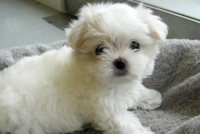 catelusi coton de tulear