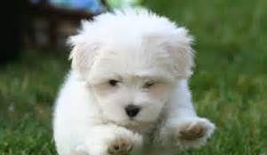 catelusi coton de tulear