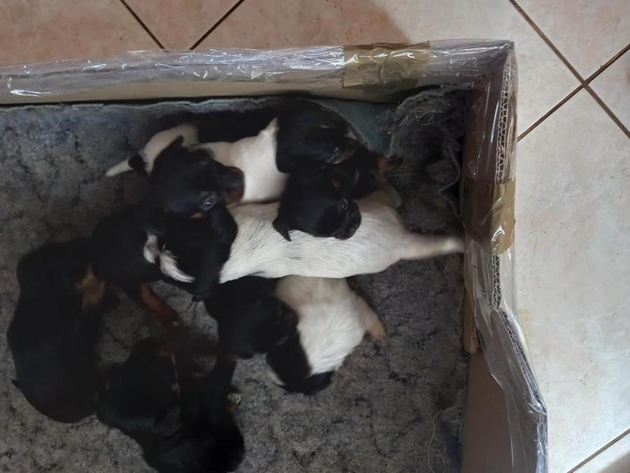 catelusi de 2 luni