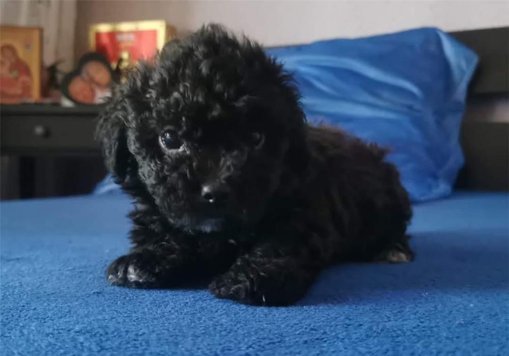 Catelusi de vanzare mama bichon maltez tatal bichon toy 2 fetite 2 baieti
