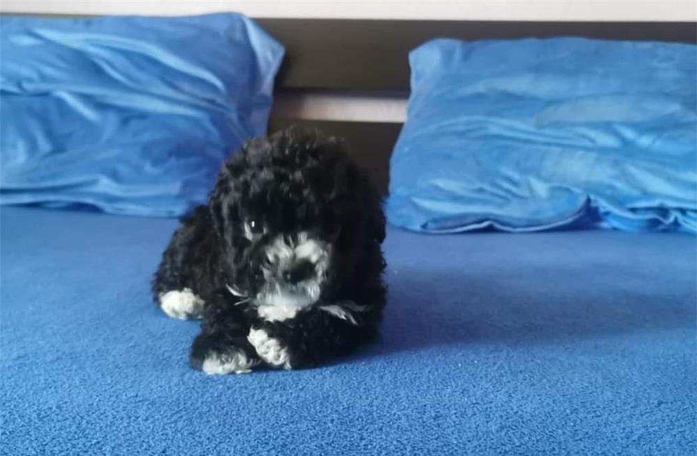 Catelusi de vanzare mama bichon maltez tatal bichon toy 2 fetite 2 baieti