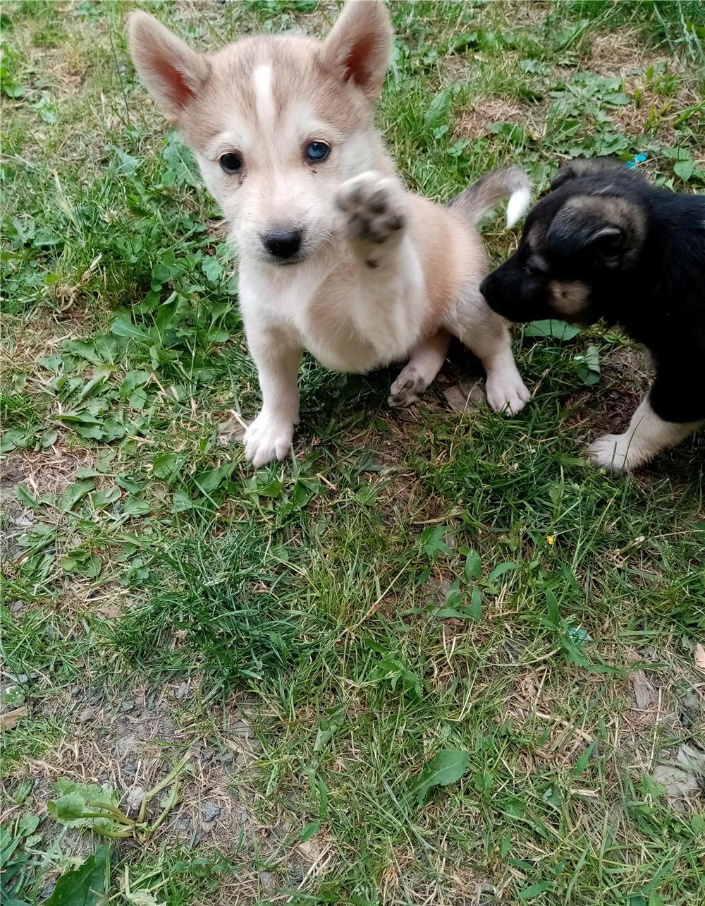 Cățeluși huscky