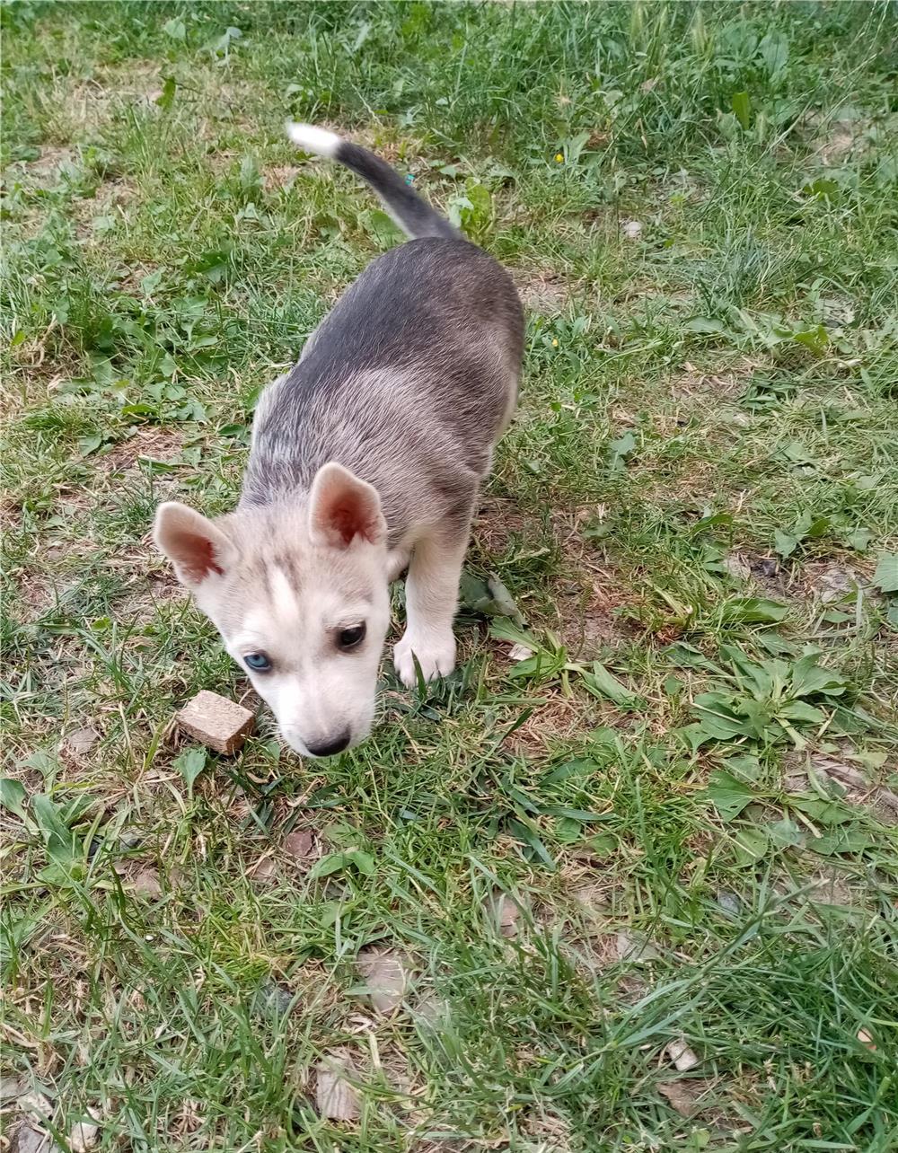 Cățeluși huscky