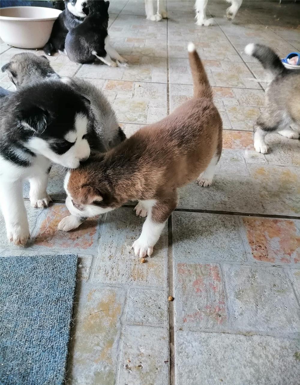 Cățeluși husky de rasă pură