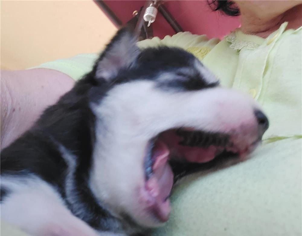 Cățeluși husky de rasă pură