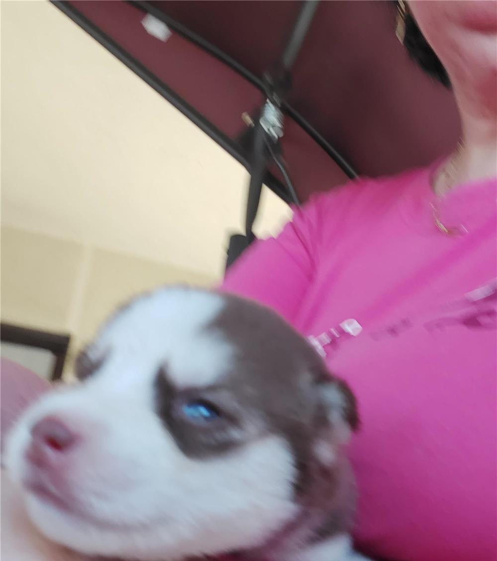 Cățeluși husky de rasă pură