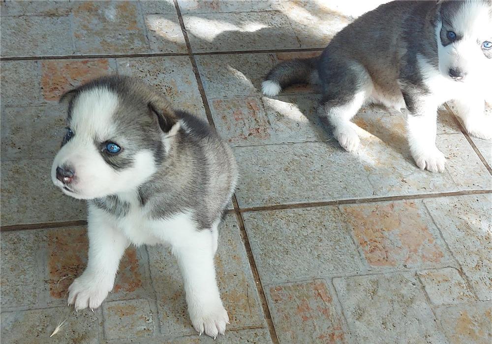 Cățeluși husky de rasă pură