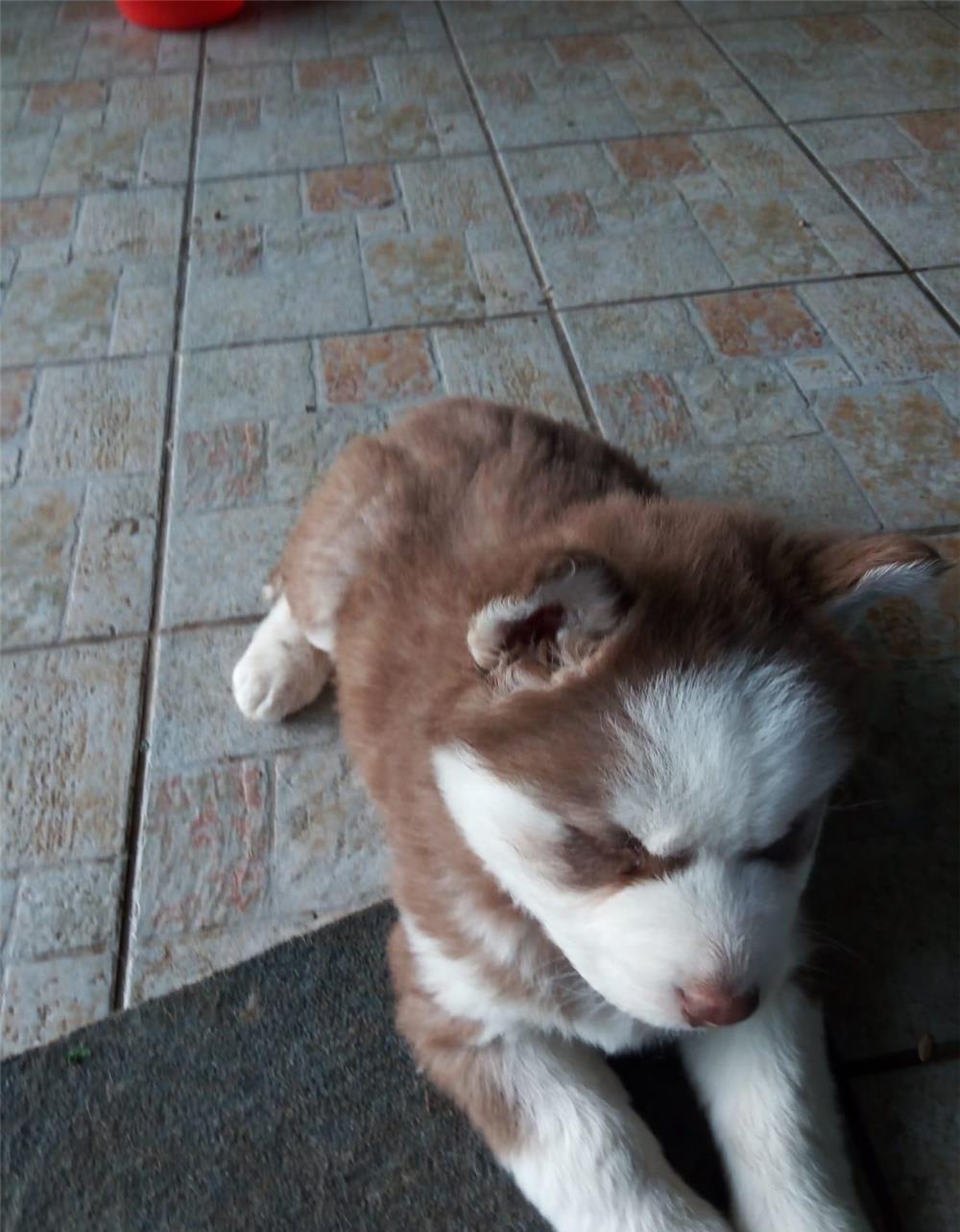 Cățeluși husky, deosebiți,  căutăm familii care să ne iubeasca