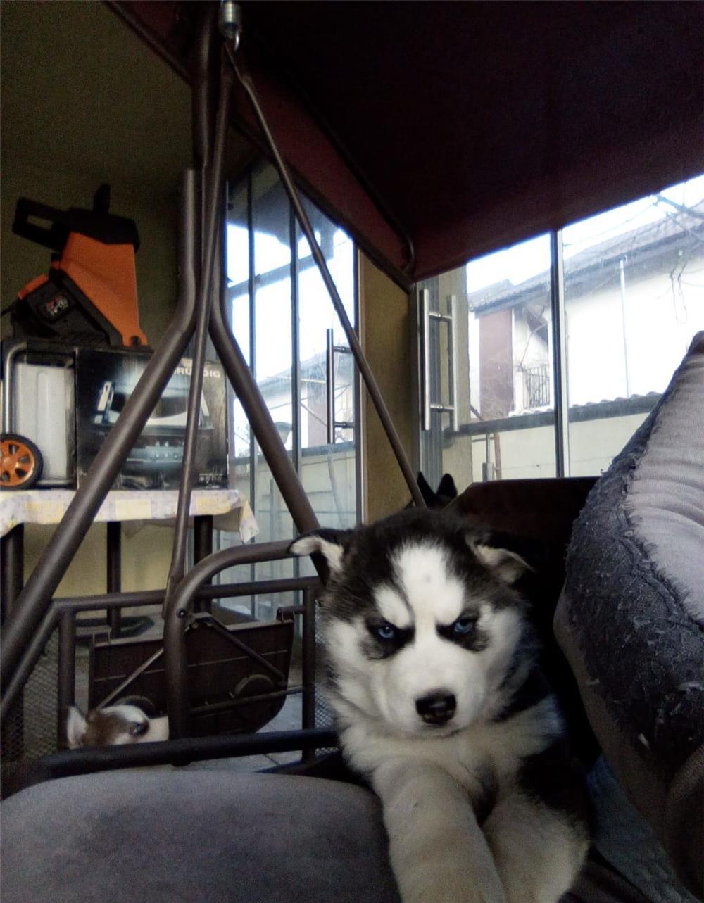 Cățeluși husky, deosebiți,  căutăm familii care să ne iubeasca
