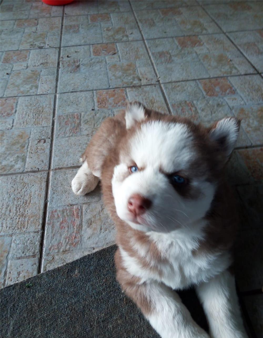 Cățeluși husky, deosebiți,  căutăm familii care să ne iubeasca