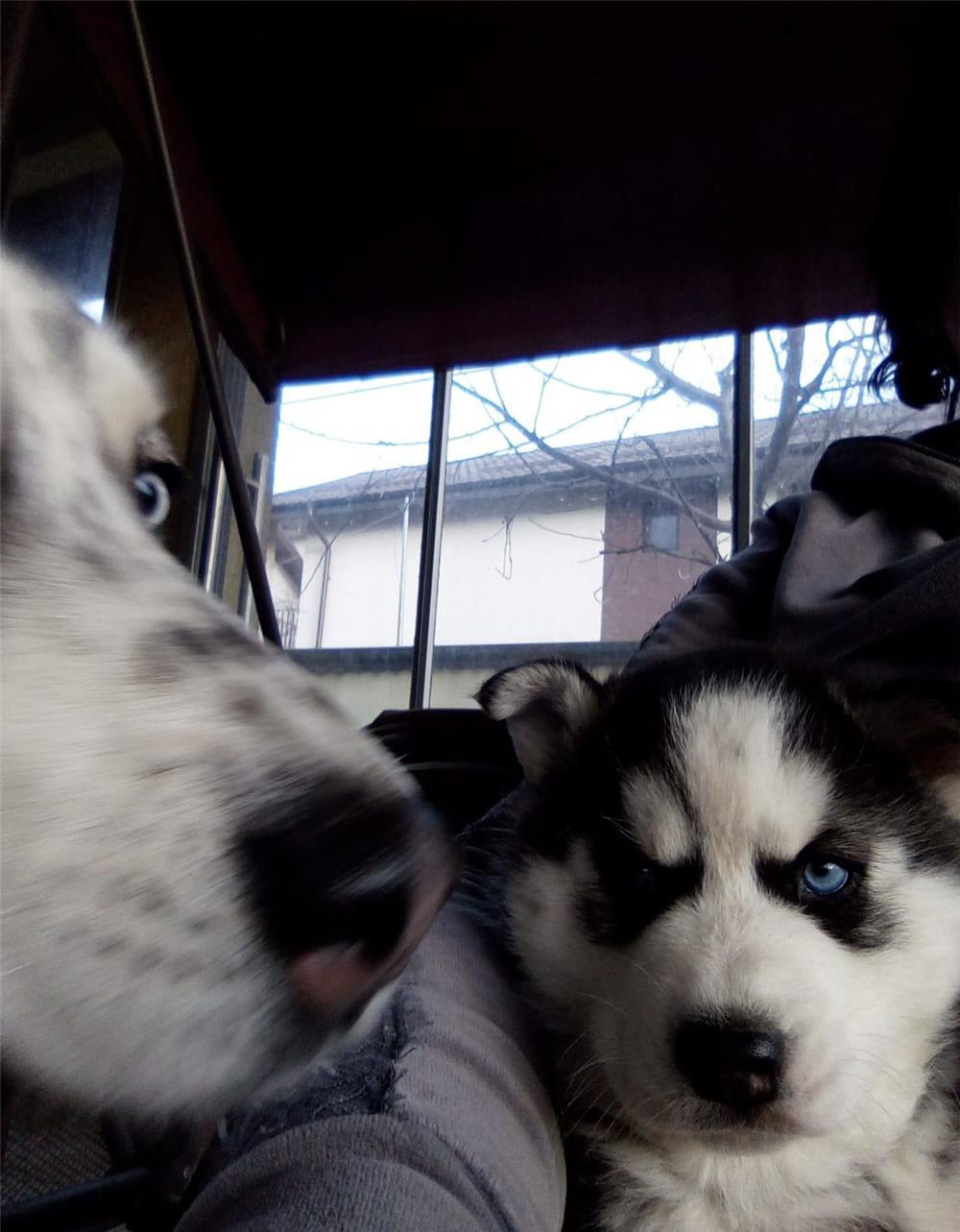 Cățeluși husky, deosebiți,  căutăm familii care să ne iubeasca