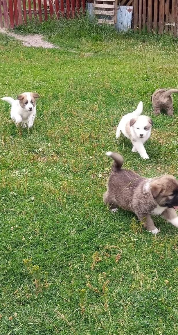 Cățeluși jucausi !