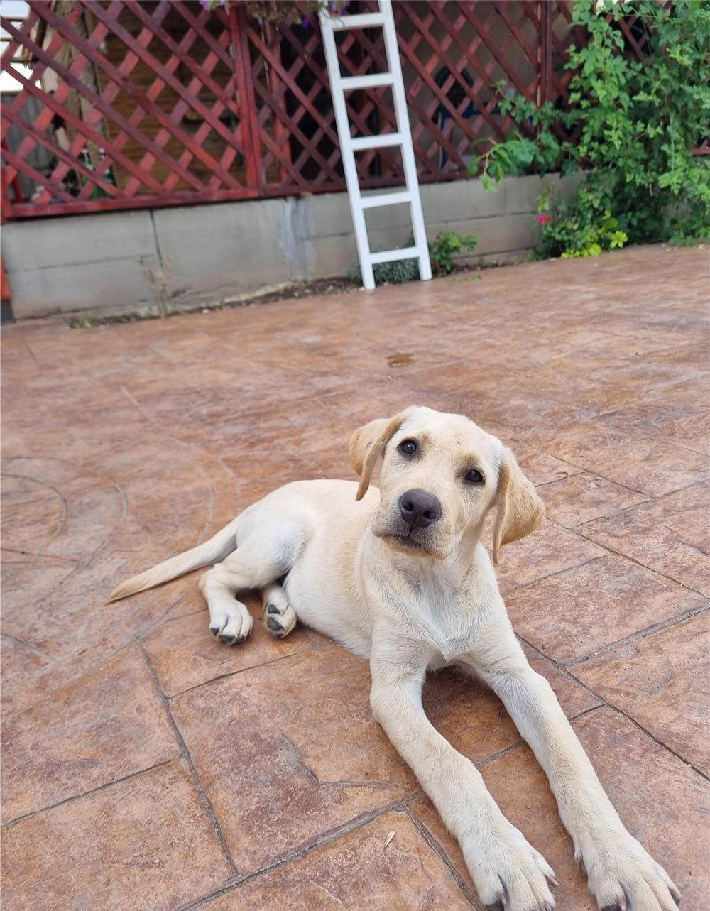 Cățeluși labrador