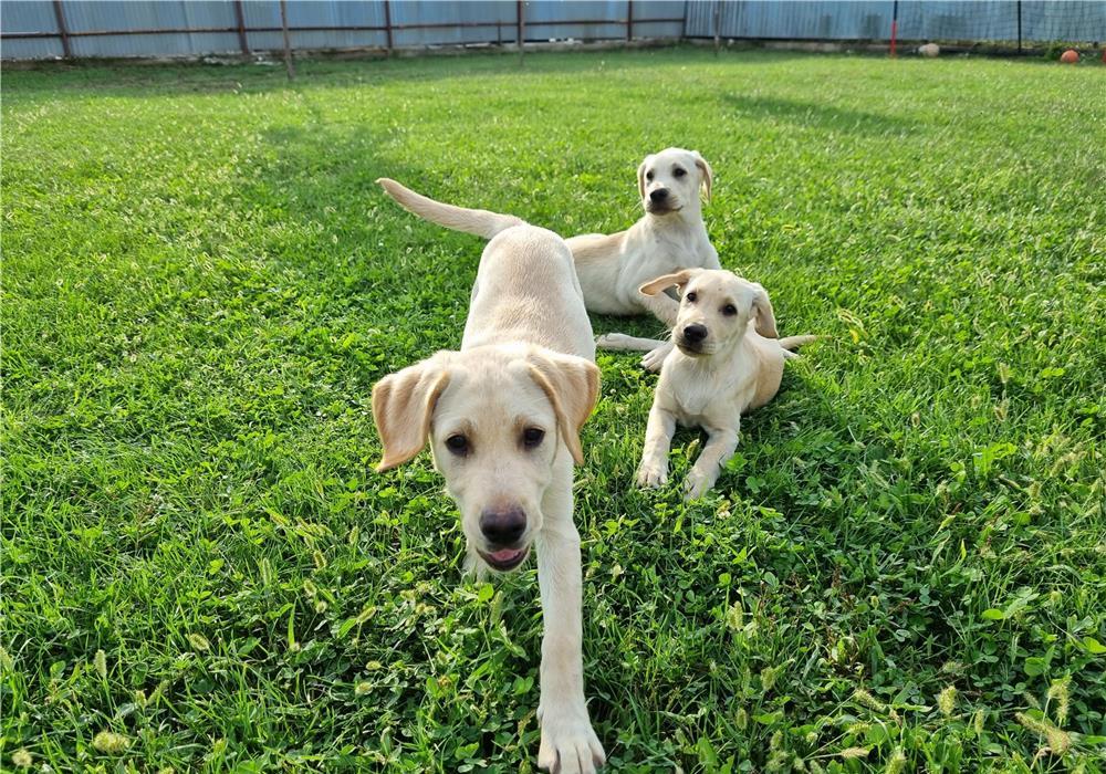 Cățeluși labrador