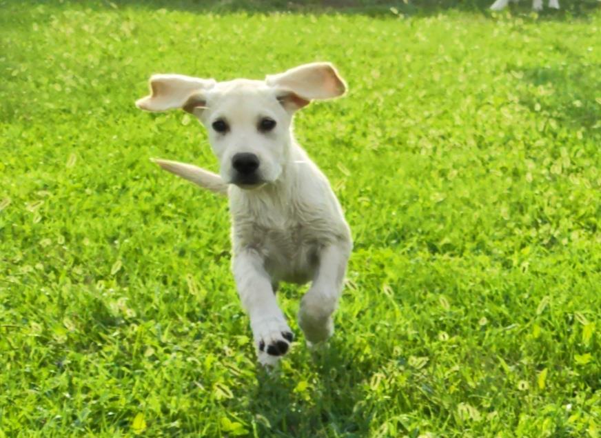 Cățeluși labrador