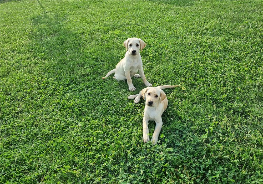 Cățeluși labrador