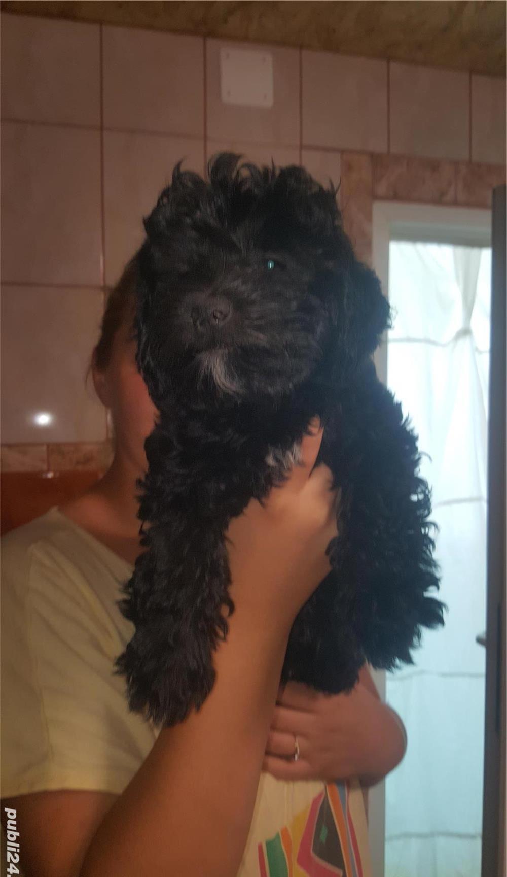 Catelusi maltipoo