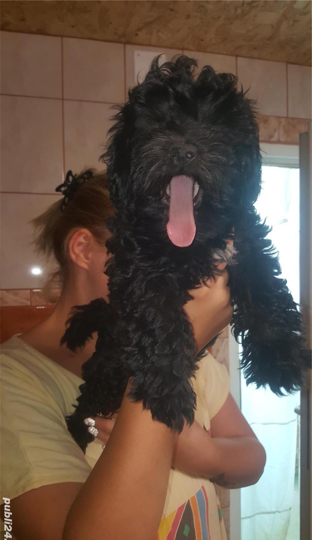 Catelusi maltipoo