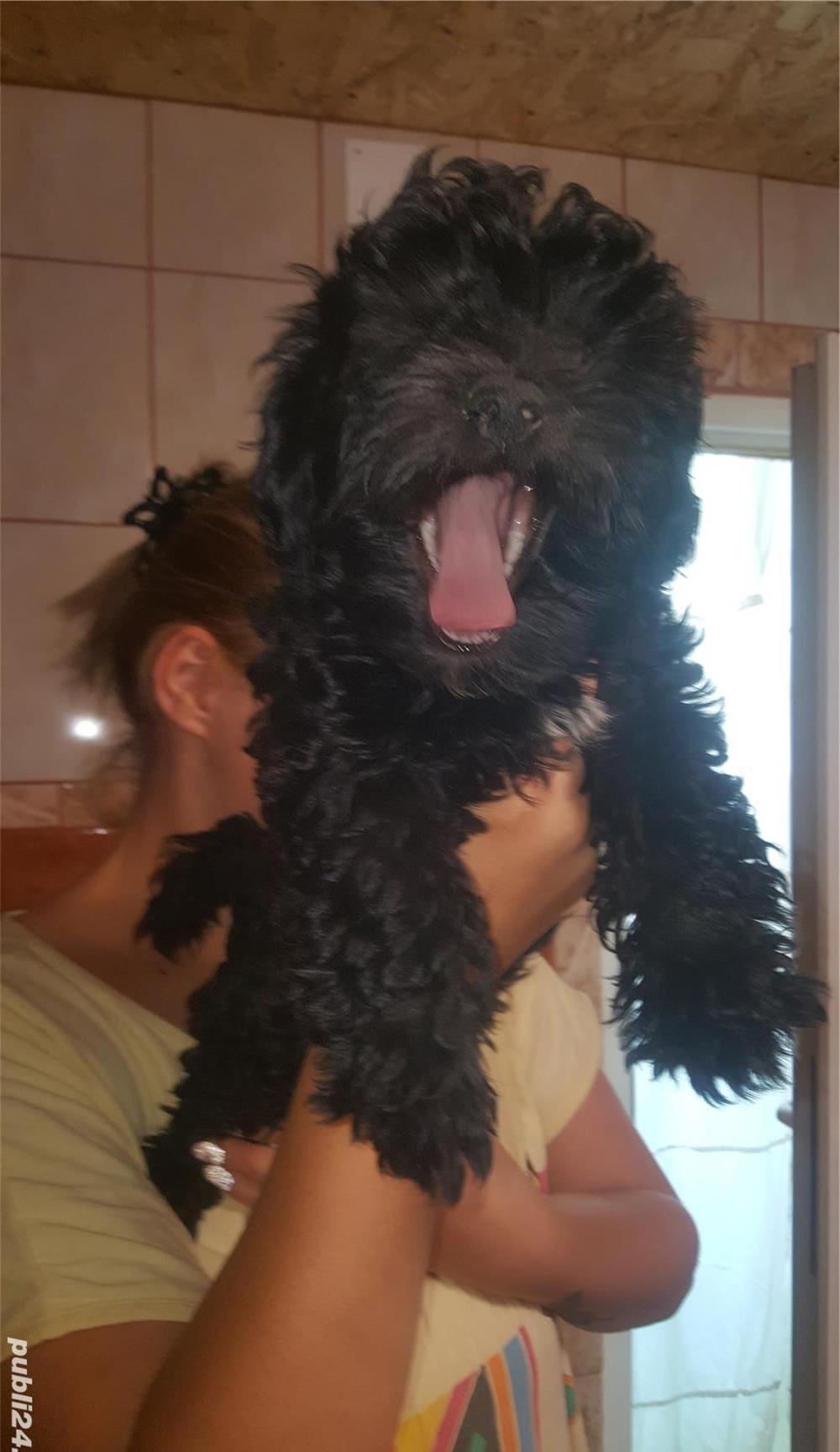 Catelusi maltipoo