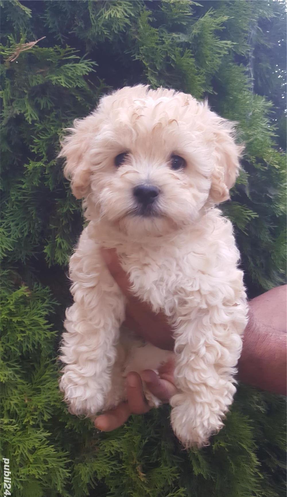 Catelusi maltipoo