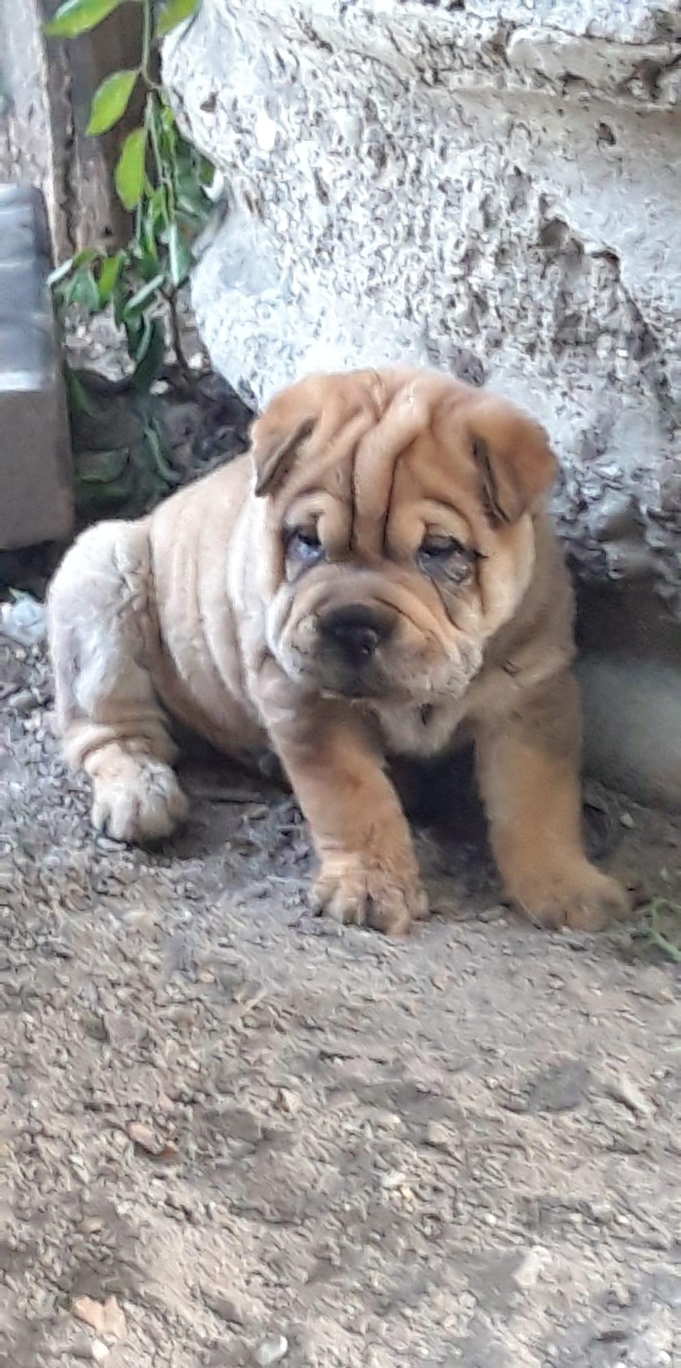 Catelusi shar-pei