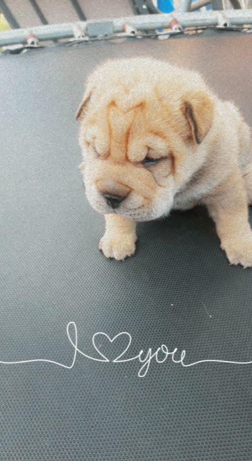 Catelusi shar-pei