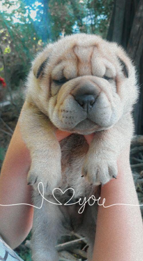 Catelusi shar-pei