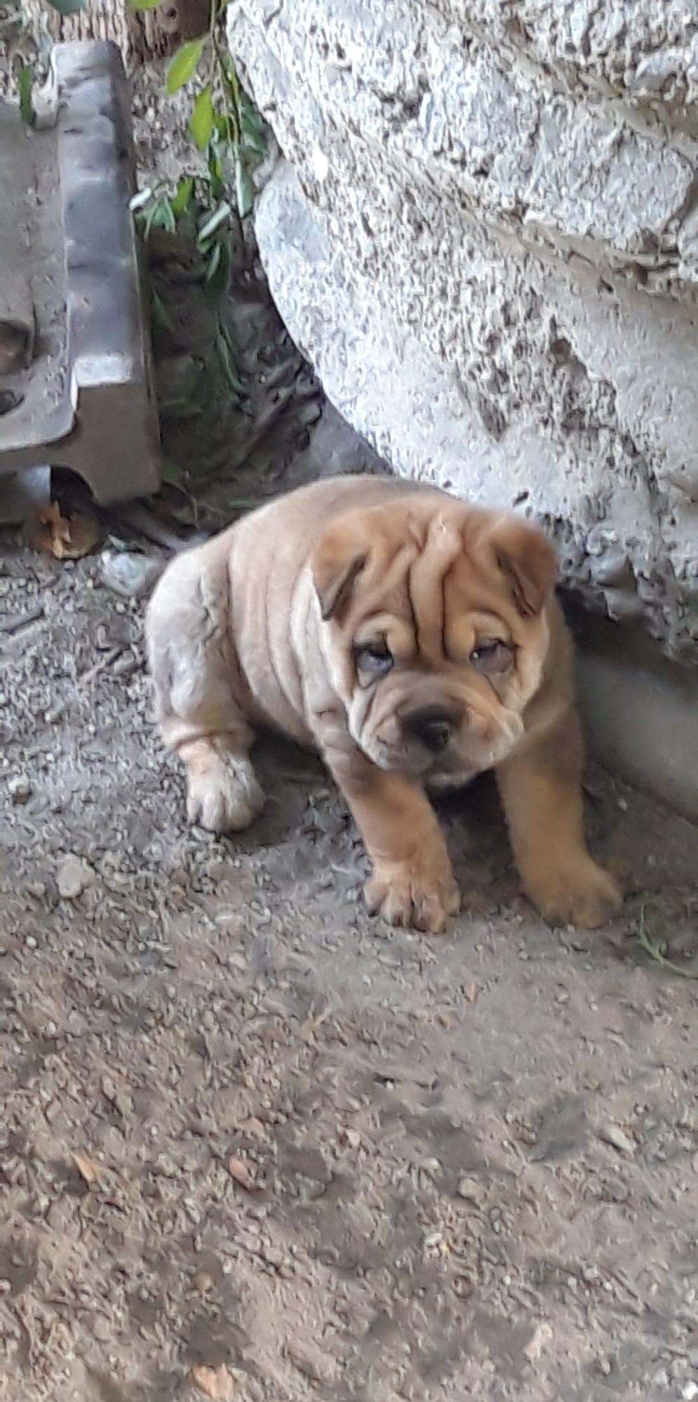 Catelusi shar-pei
