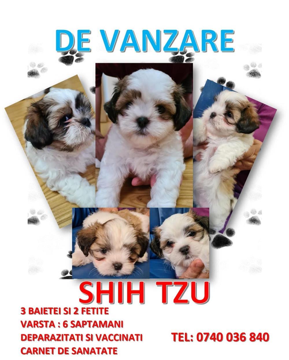 Catelusi Shih Tzu