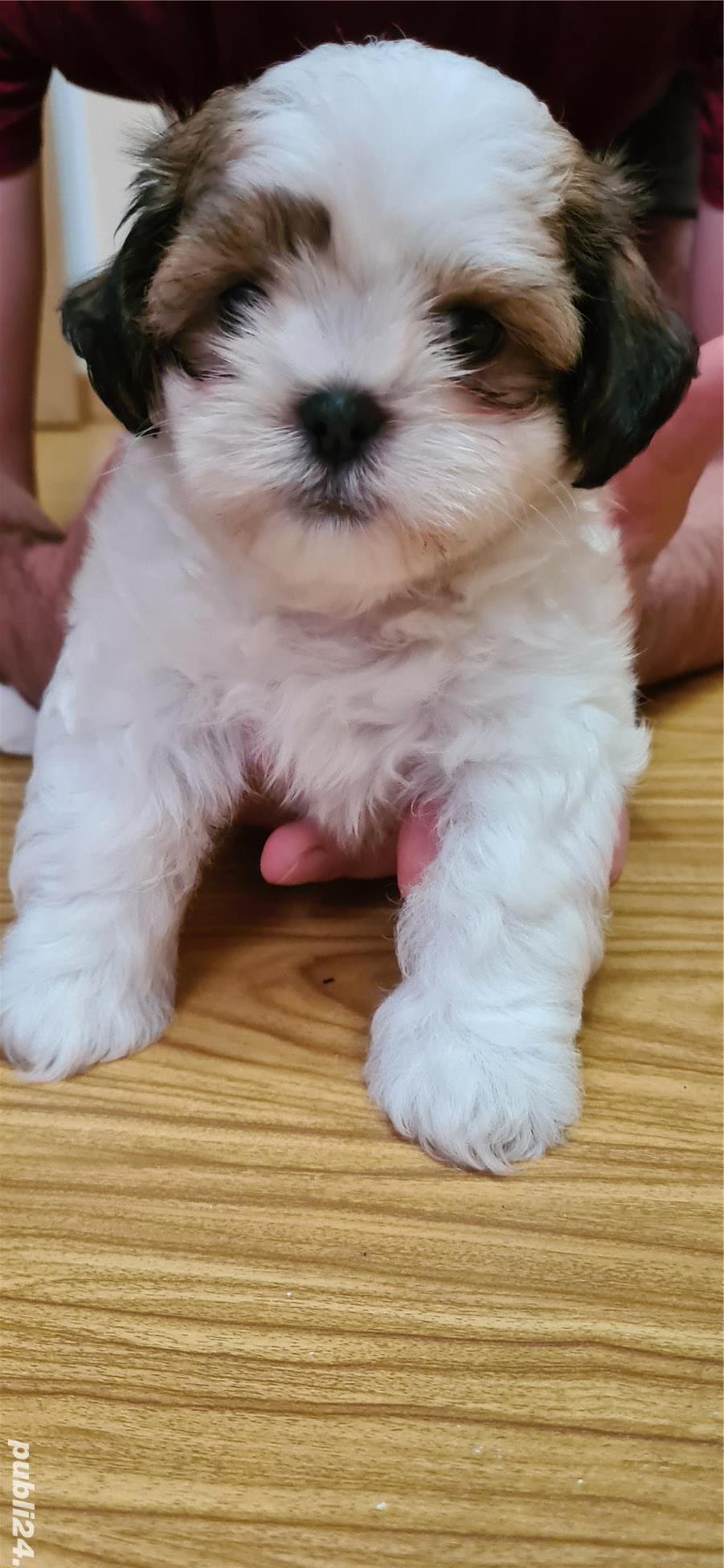 Catelusi Shih Tzu