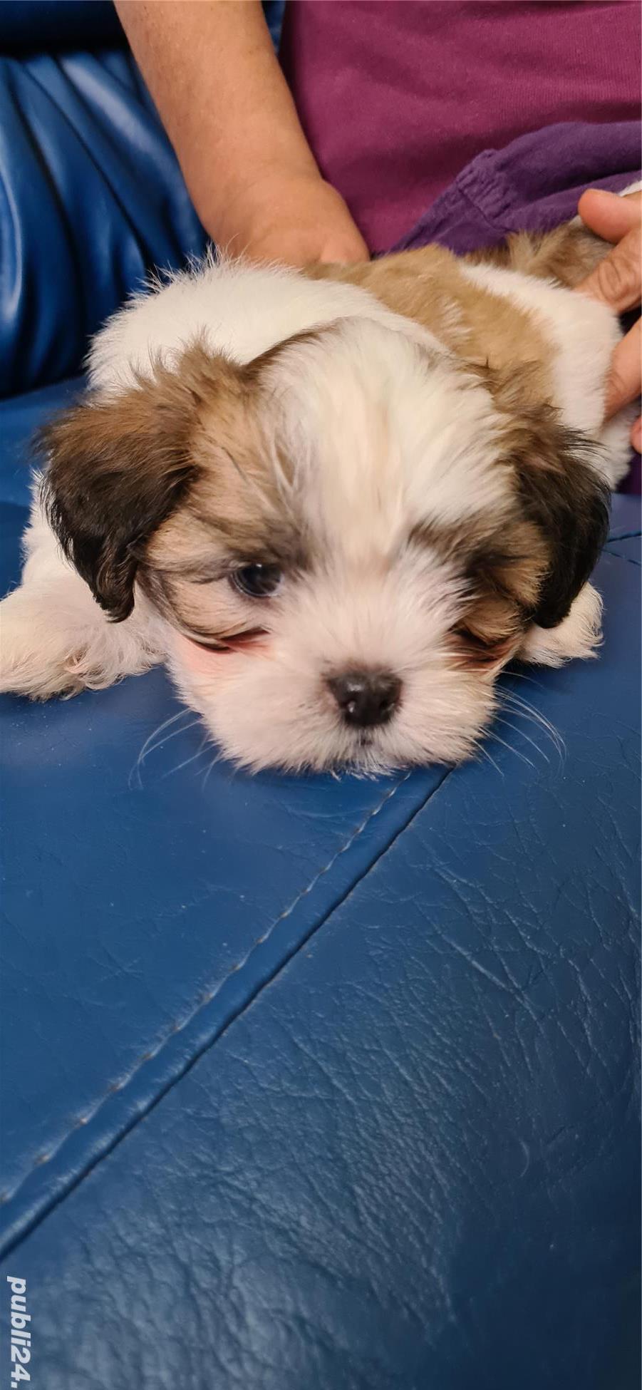 Catelusi Shih Tzu