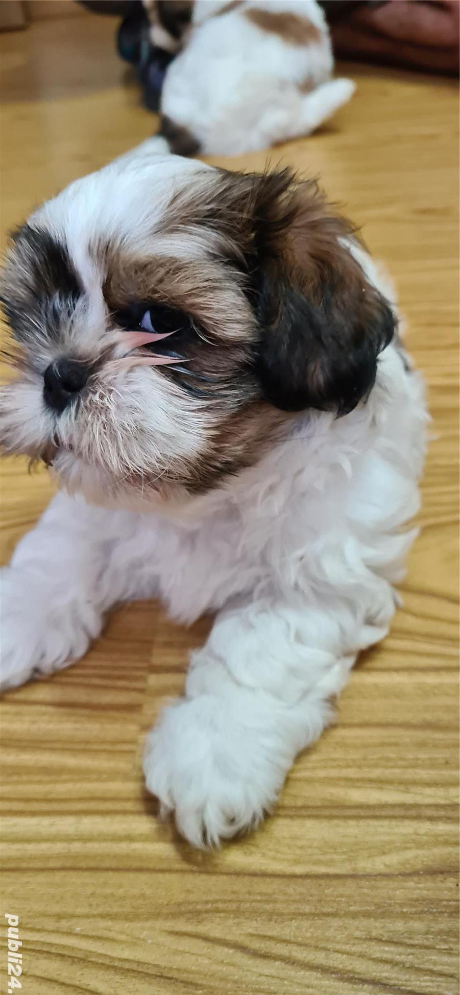 Catelusi Shih Tzu