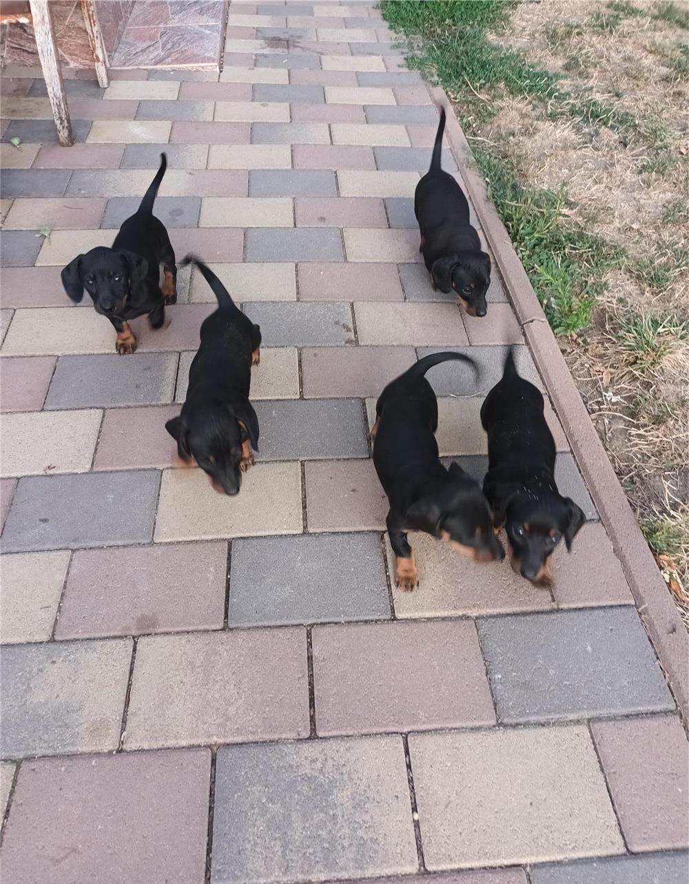 Cățeluși Teckel de vânzare
