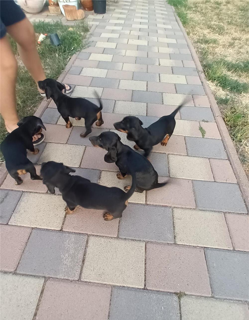 Cățeluși Teckel de vânzare
