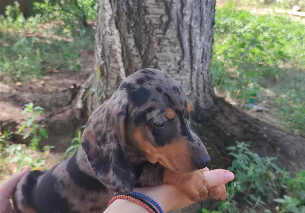 Cățeluși Tekel Arlechin