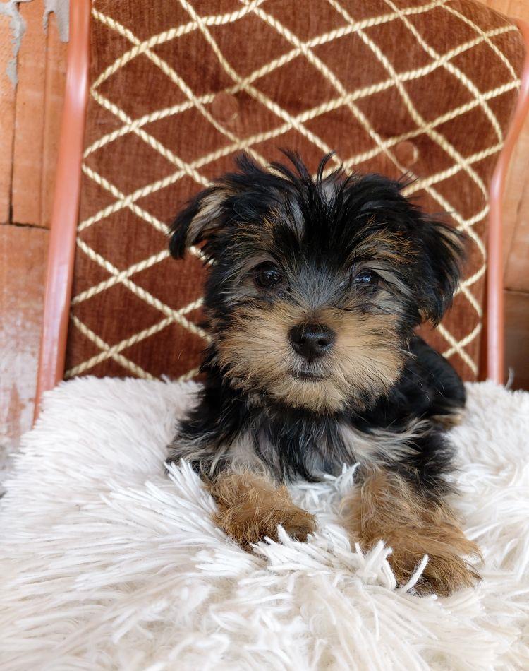 Catelusi yorkshire terrier