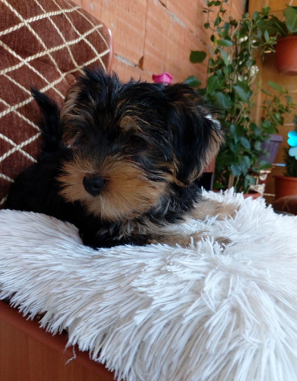 Catelusi yorkshire terrier