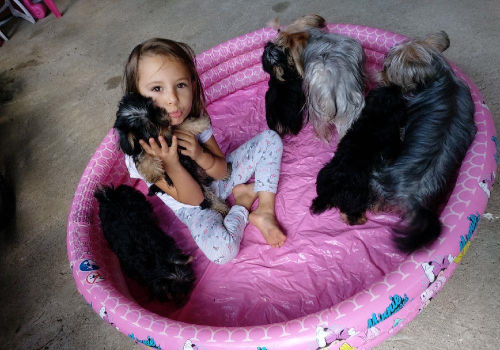 Catelusi yorkshire terrier