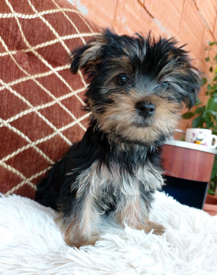 Catelusi yorkshire terrier