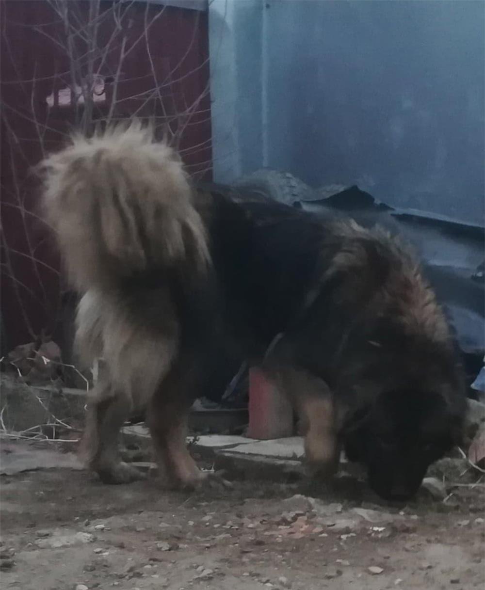Caucazian  femela cu pedigree