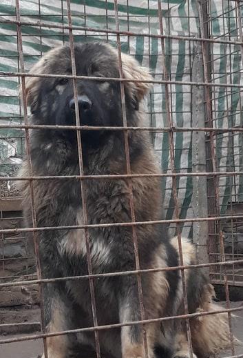 Caucazian  femela cu pedigree